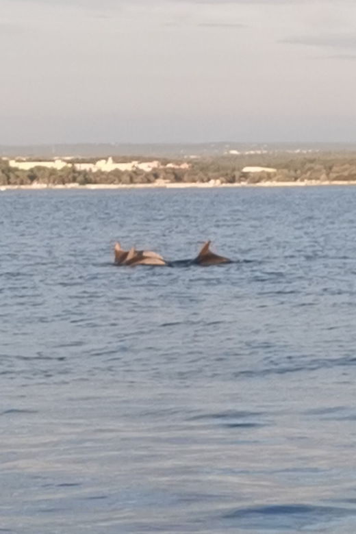 Private Dolphin Tour With Speedboat, No Dolphin No Pay