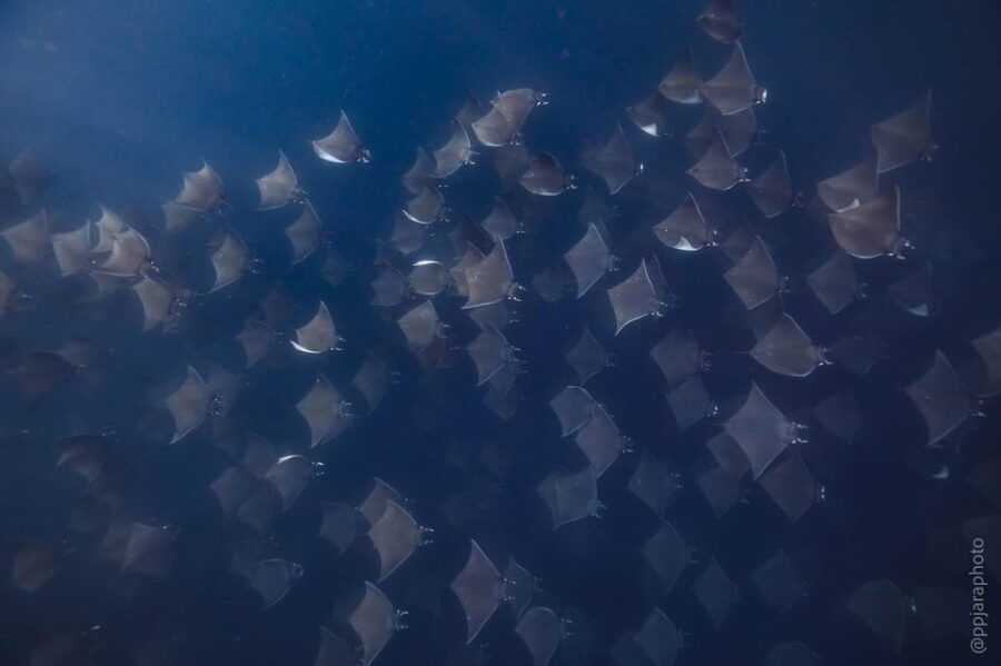 Private Guide Certified Divers Cabo San Lucas Marine Reserve - Activity Overview