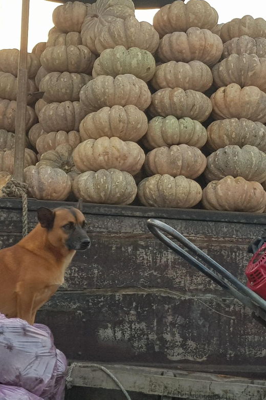 Private Half Day Tour – Cái Răng Floating Market