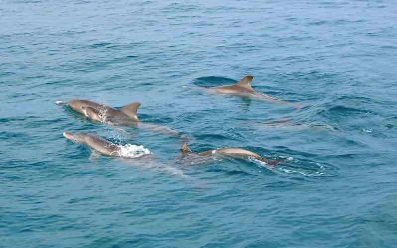 Private Speed Boat Charter to Maiton and Coral Islands