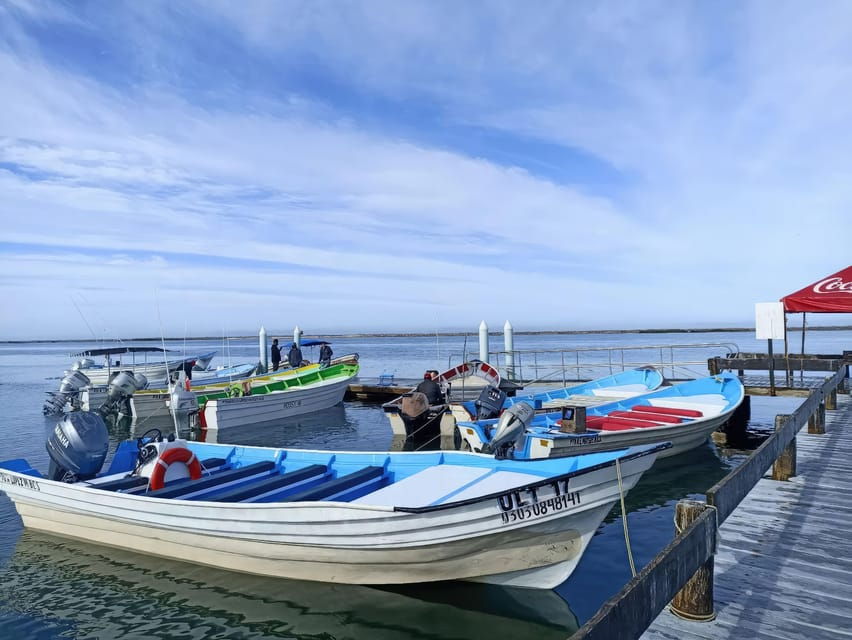 Puerto Chale: Gray Whale Watching Expedition