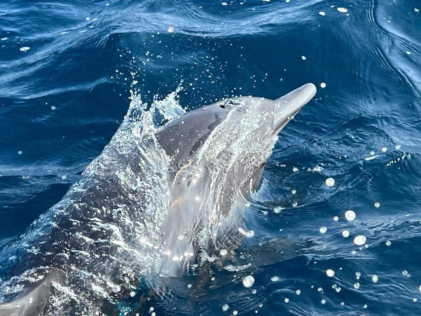 Puerto Escondido: Boat Tour to Swim With Dolphins & Turtles
