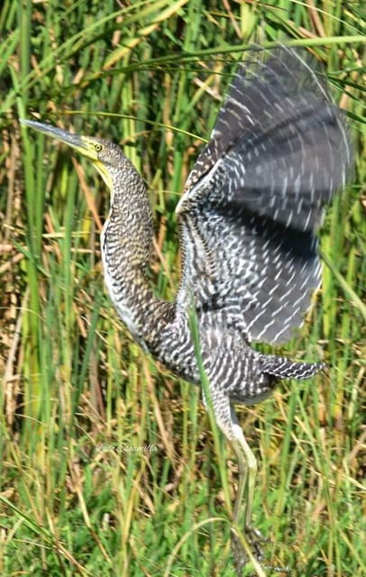 Puerto Escondido: Chacahua Lagoon Day Trip Bird Watching - Overview and Pricing