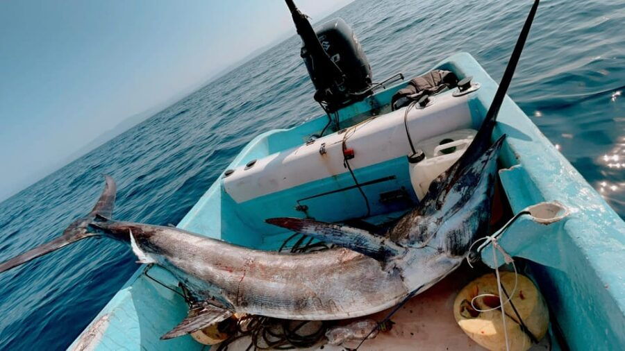 Puerto: Fishing Experience Marlin, Sailfish, Tuna or Dorado - Overview and Pricing