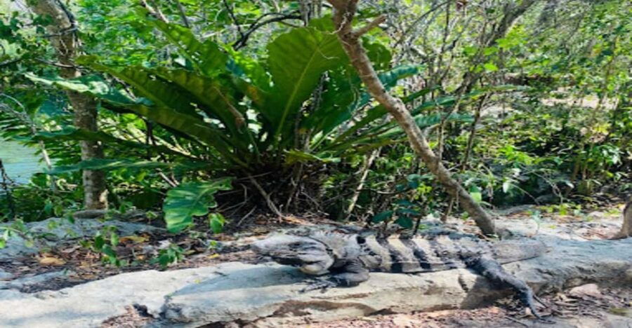 Puerto Morelos: Tour to Chichén Itzá and Valladolid