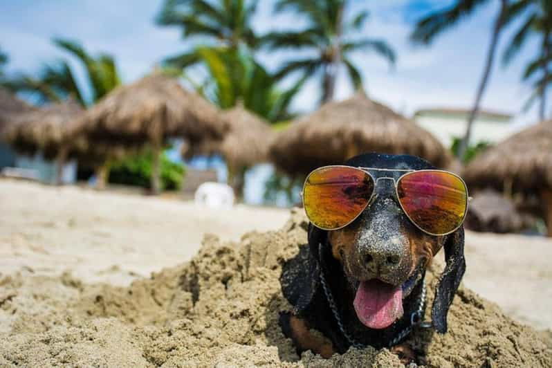 Puerto Vallarta: 2h Photo Session for Your Pet by Photostory - Session Overview