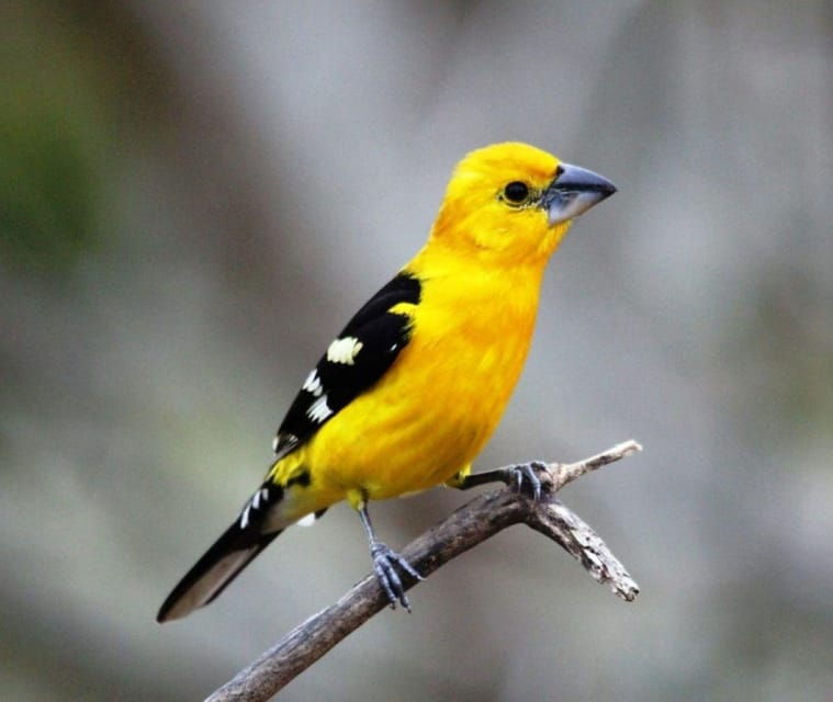 Puerto Vallarta: Birdwatching at Vallarta Botanical Garden