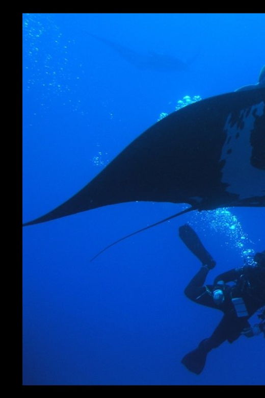 Puerto Vallarta: The Corbeñeta Underwater Exploration