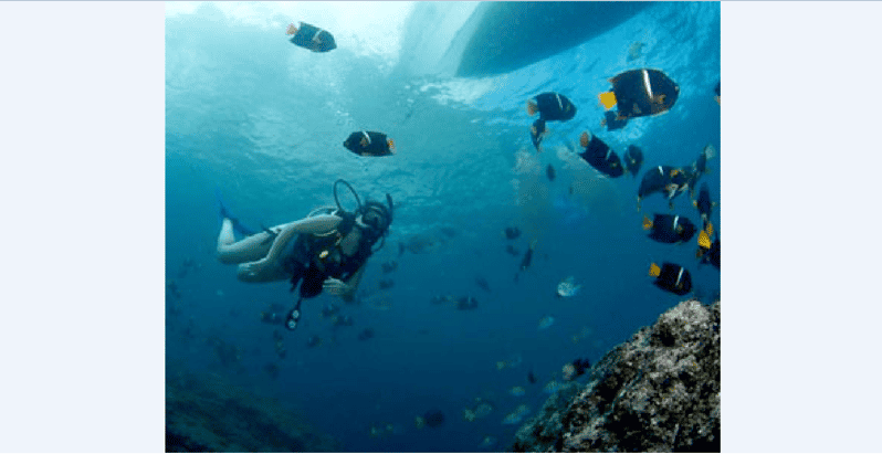 Puerto Vallarta: Whale Encounter Expedition