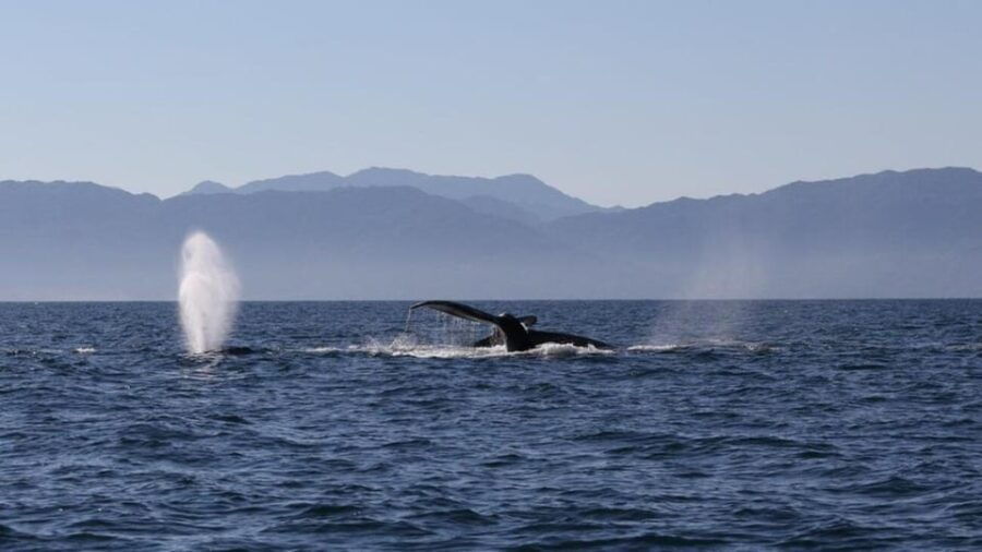 Puerto Vallarta: Whale Watching Encounter - Activity Overview