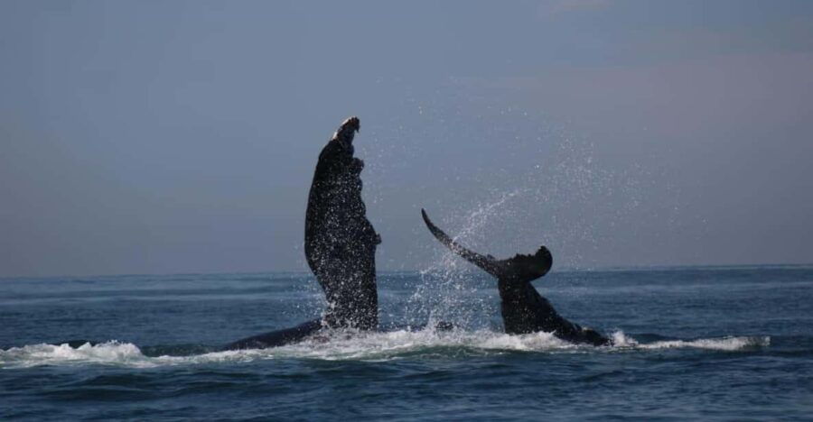Puerto Vallarta: Whale Watching