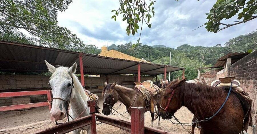 Puerto Vallarta: Wild Tour Horseback Riding Experience