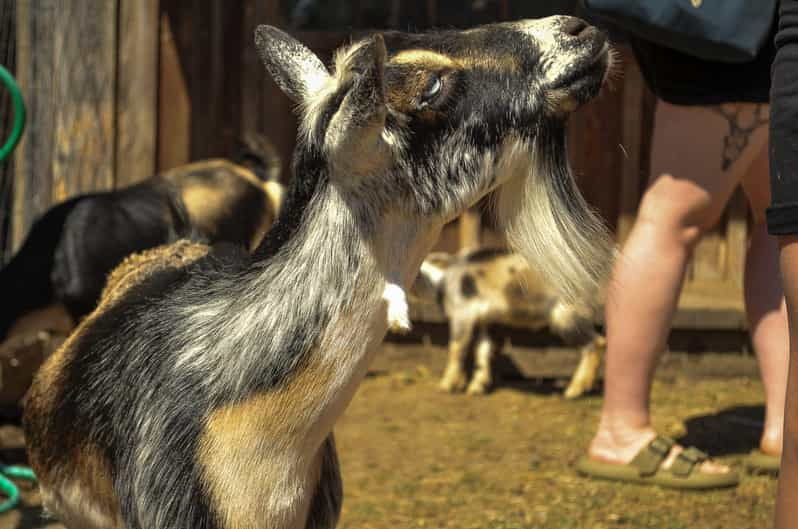 Saanichton: Family-Friendly Farm Experience
