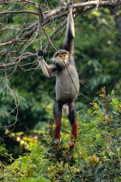 Safari - Finding the Most Endangered Monkey in the World