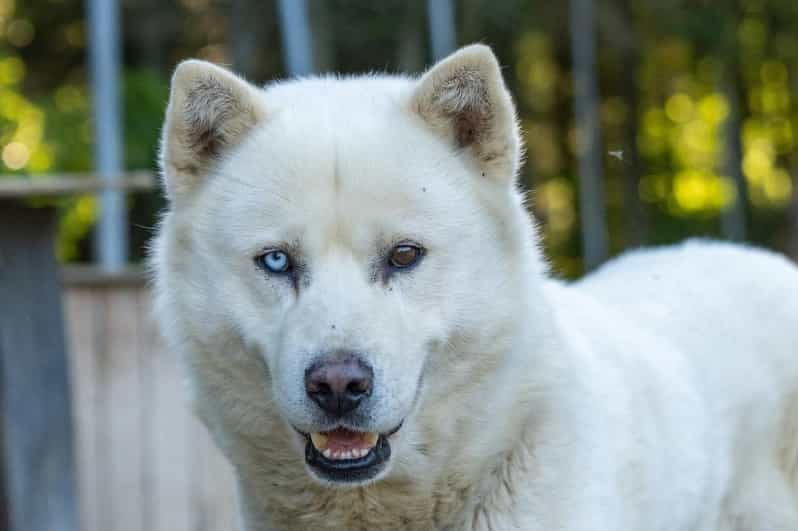 Saguenay: Behind-the-Scenes Sled Dog Kennel Tour - Tour Overview