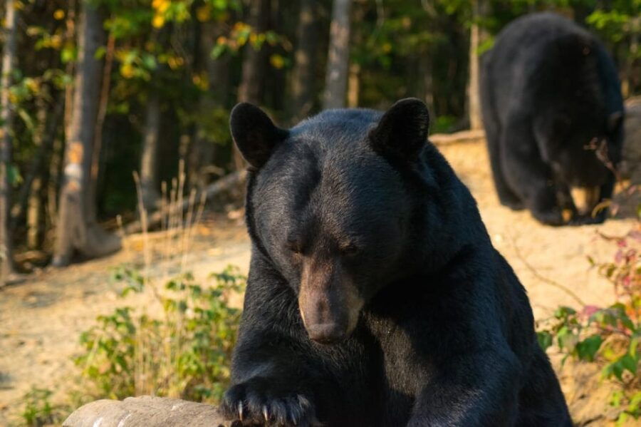 Saguenay: Black Bear Observation With Expert Guide - Activity Overview