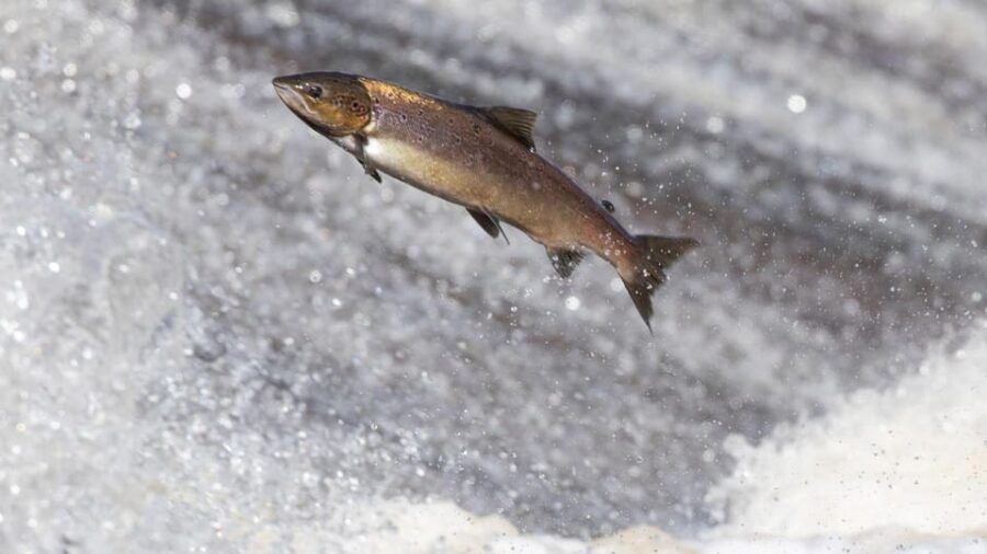 Salmon Fishing Tour Near Wasaga Beach