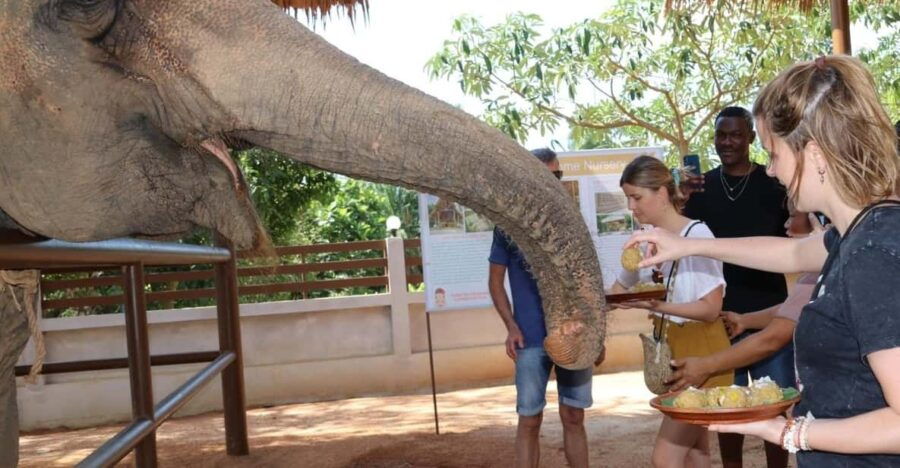 Samui: Feeding Program at the Elephant Home Nursery