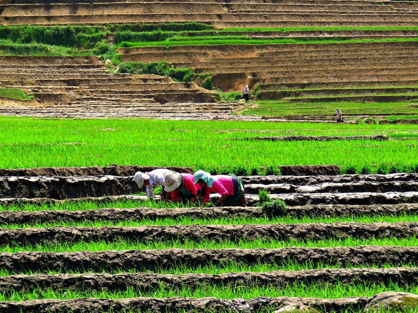 Sapa Trekking (Muon Hoa) 2 Days – 1 Night - Tour Overview and Pricing