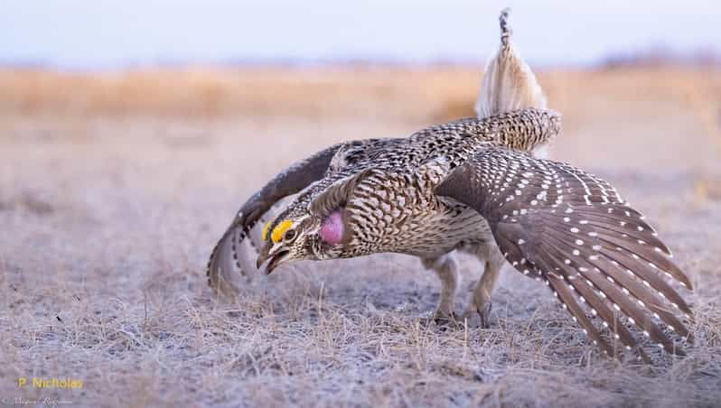 Saskatoon: Dancing Grouse Photography Tour