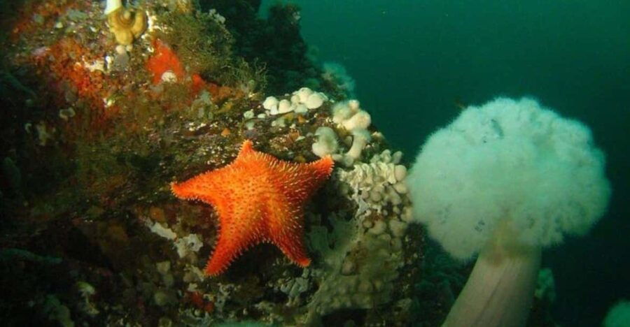 3 Best Scuba Diving Experiences In Vancouver