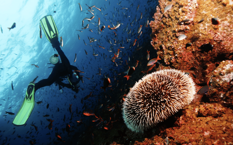 Scuba Dive in Big Wall (Vietnam)