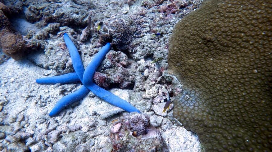Scuba Diving From Stunning Coral Reef in the Heart of Phuket - Overview of Scuba Diving Experience
