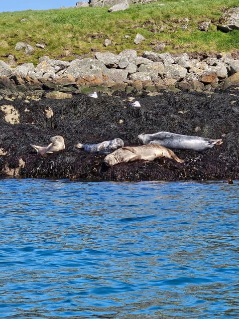 Sea Kayaking Killiney Beach to Dalkey Island - Activity Overview