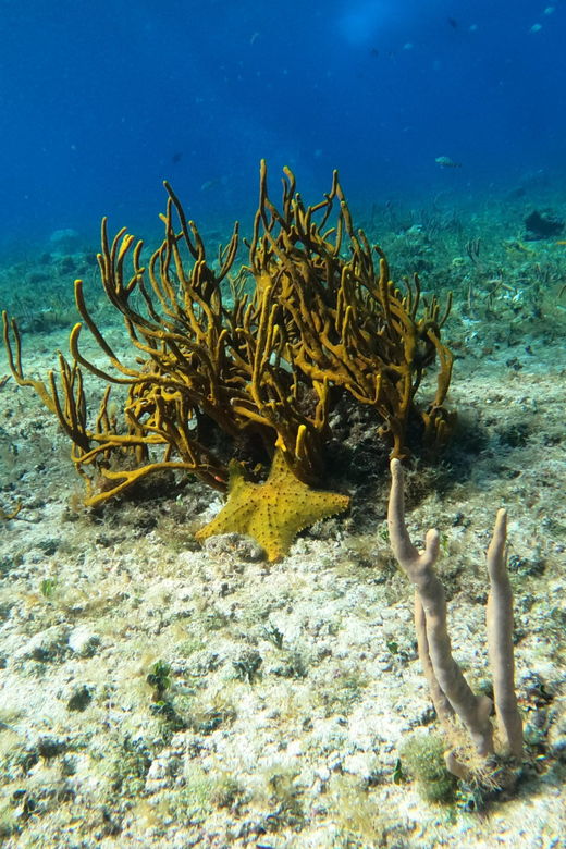 Snorkel Along the Coast With Chivis Del Mar.