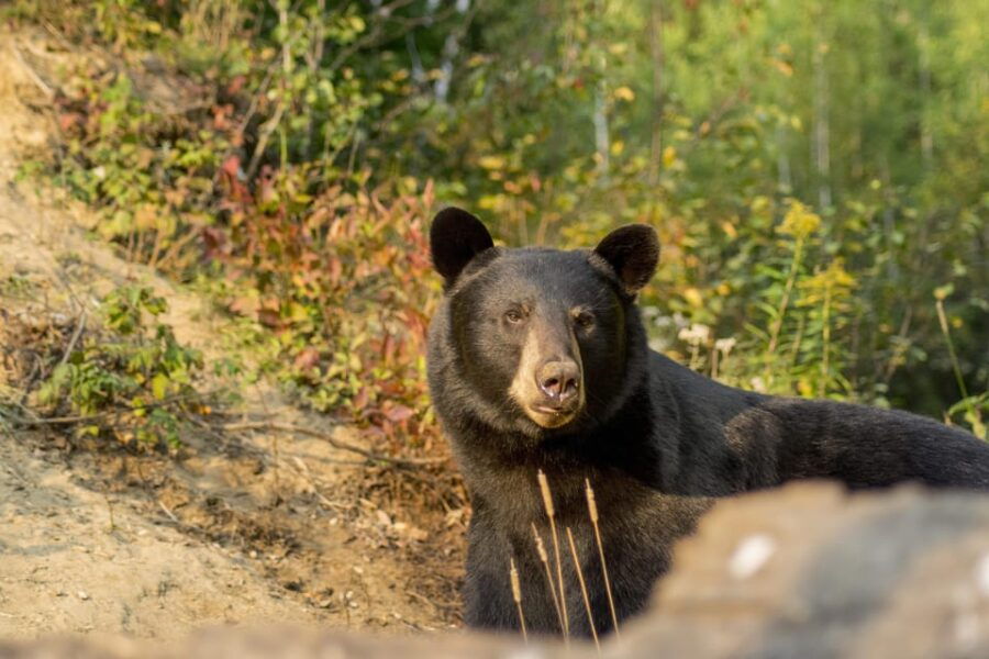 Tadoussac & Baie-St-Catherine: Whale & Bear Wildlife Tour