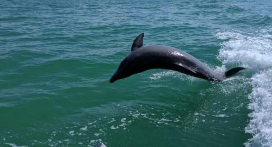Tampa Bay: Dolphin Shelling Snorkeling Cruise