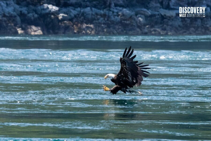 The Eagle Show – Eagles of Jimmy Judd