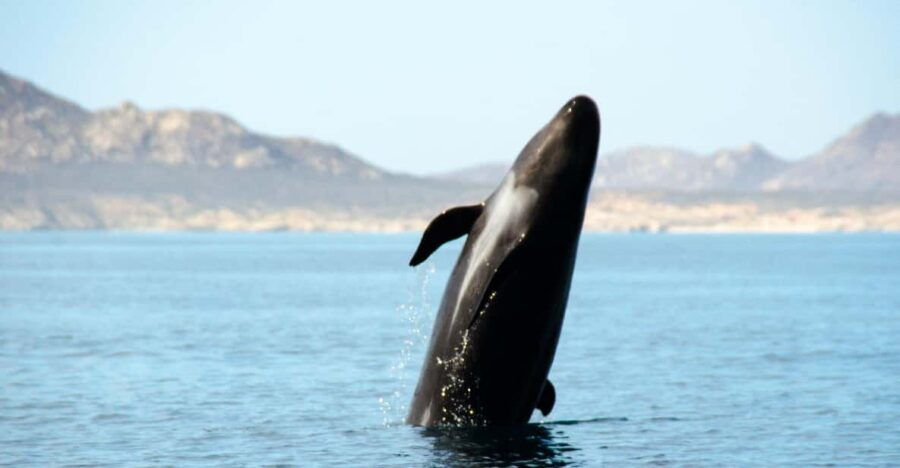 THE WINDOW: OCEAN SAFARI & CERRALVO ISLAND 2 PEOPLE PACKAGE