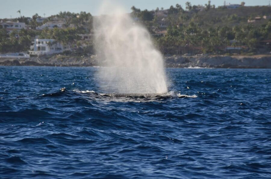 The Window: Whale-Watching Tour 2 People Package - Tour Overview