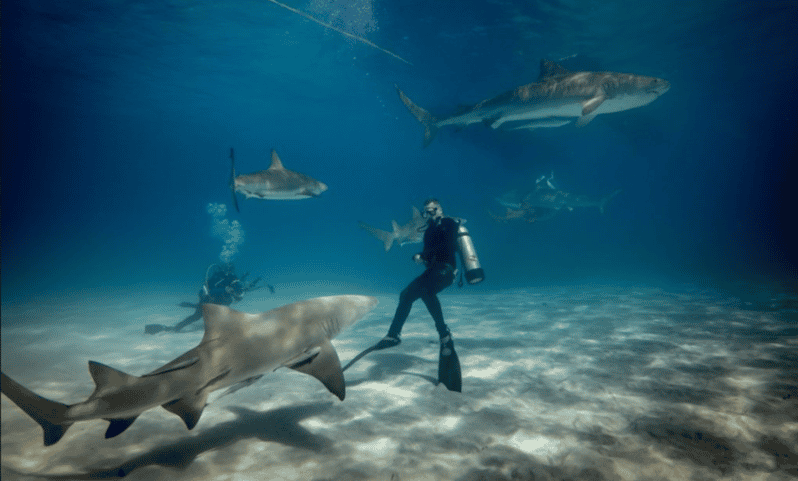 Title: La Paz: Scuba Diving - La Reynita Dive Site - Overview and Pricing