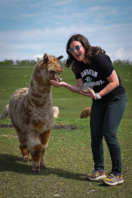 Torrington: Visit Kirks Alpaca Farm
