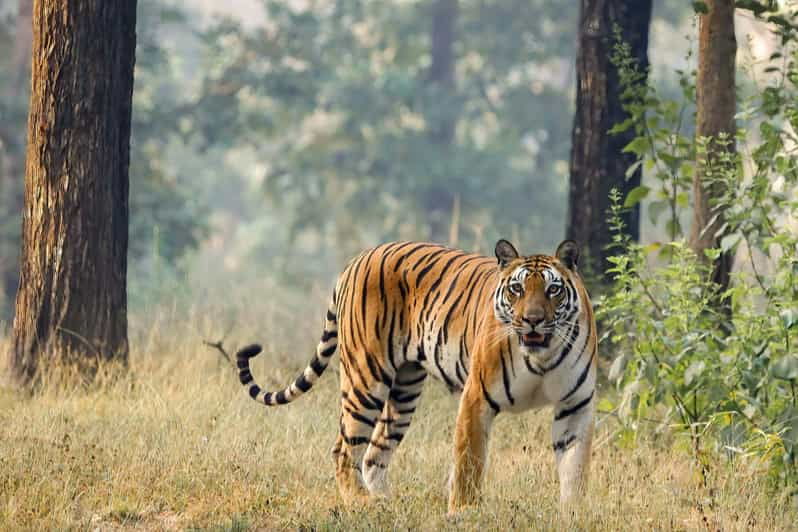 Trishuli Rafting & Chitwan Safari: Nepal Adventure Combo - Overview of Adventure Package