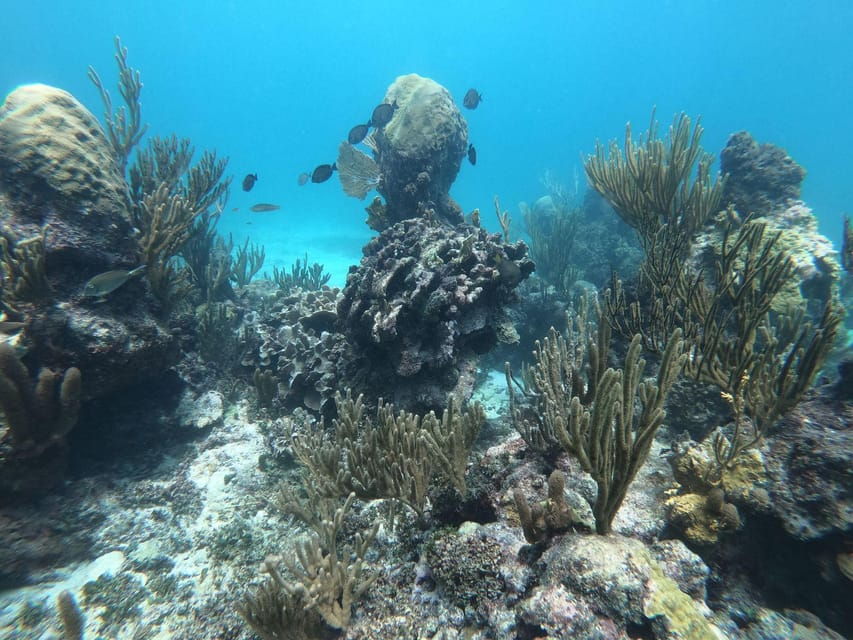 Tulum: 3 Hour Snorkel & Sailing Experience - Activity Overview