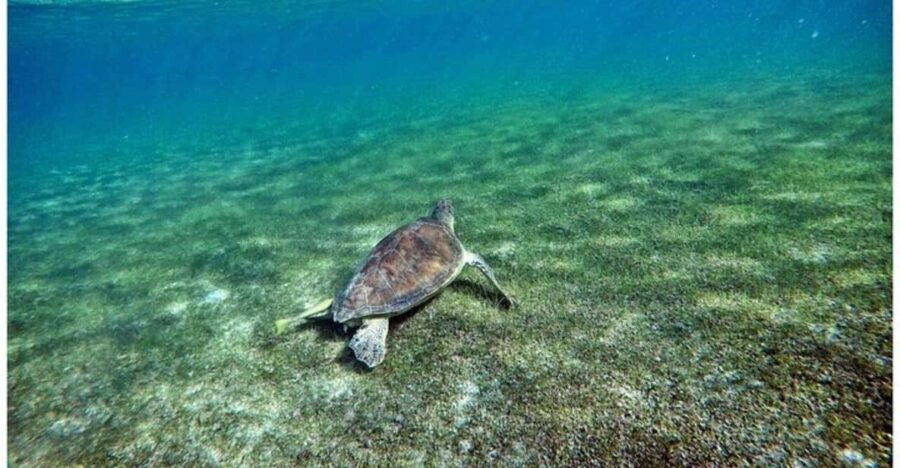 Tulum: Half Day Nature Experience! Turtles & Cenote