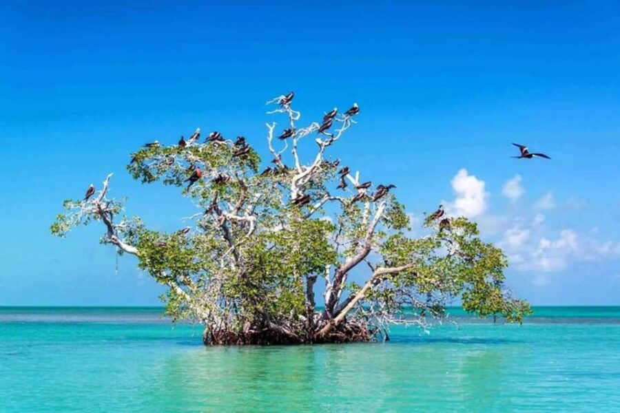 Tulum: Sian Kaan Biosphere Guided Tour - Tour Overview