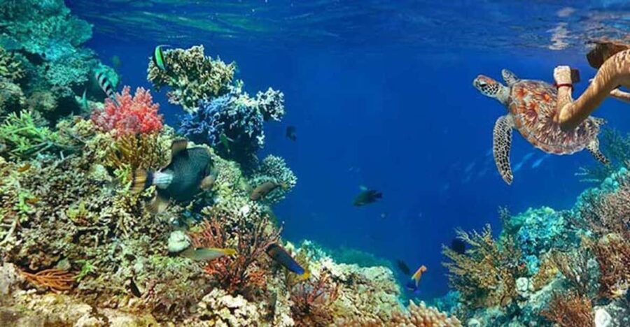 Tulum Snorkeling Tour – Casa Cenote + Ocean Reef & Lunch
