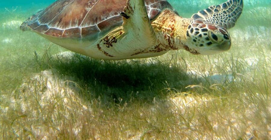 Tulum & Turtles Private Tour