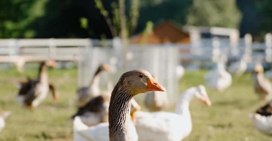 Unique Gourmet Tour Visiting Quebec Farms Near Montreal