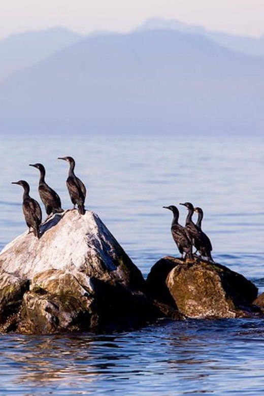 Vancouver, Bc: Whale Watching Tour With Guide