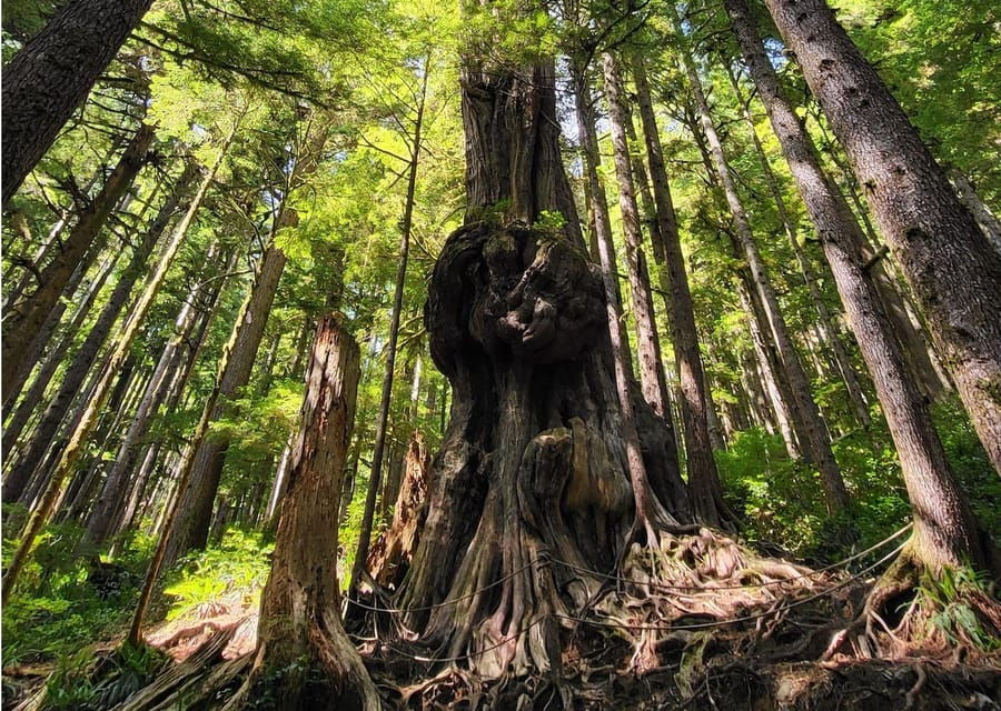 Vancouver Island: Yurt Stay, Waterfall, Beaches and Skywalk