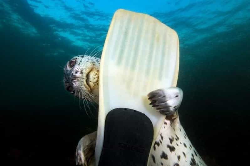 Vancouver: Snorkel, Kayak, and Seal Adventure Boat Tour - Tour Overview and Pricing