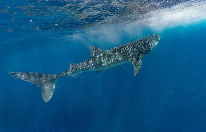 Whale Shark Encounter