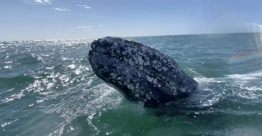 Whale Watching Tour in La Paz