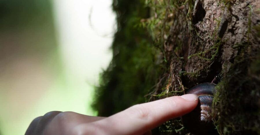 Whistler: Forest Walk, Private Tour for Families - Overview and Pricing
