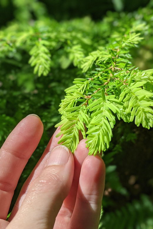 Whistler: Tour, Forest Educational & Meditative Walk - Activity Overview